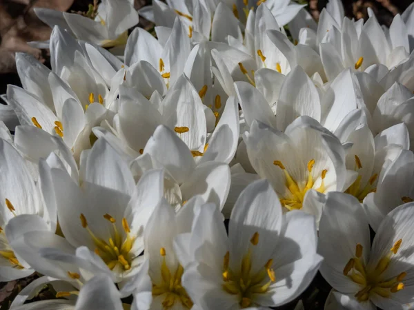 Primer Plano Planta Con Flores Primaverales Colchicum Szovitsii Con Flores —  Fotos de Stock