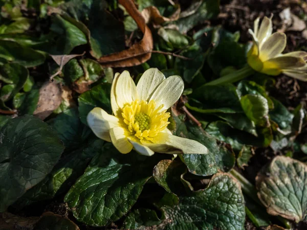 Aantrekkelijke Variëteit Van Boterbloem Ranunculus Ficaria Zalmwit Met Glanzende Lichtgele — Stockfoto