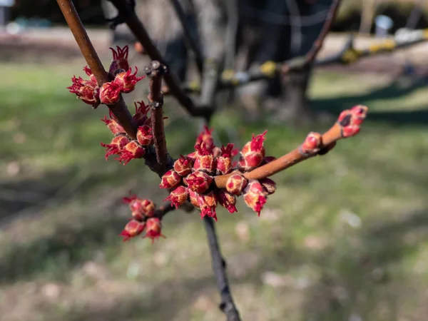 Macro Shot Red Female Flower Buds Silver Maple Creek Maple — Stock Photo, Image
