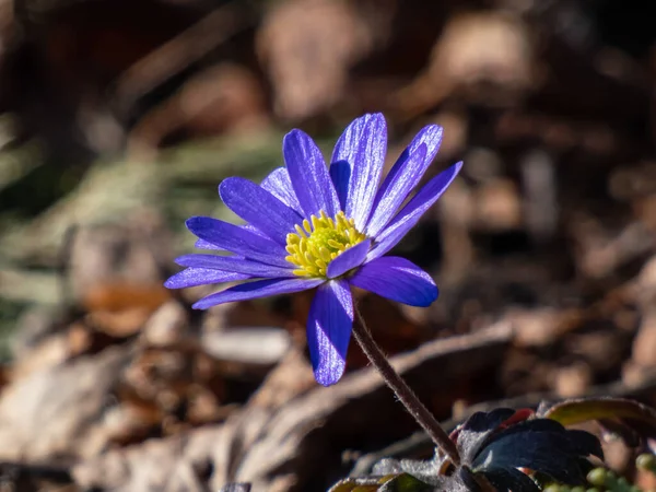 Close Daisy Flower Balkan Anemone Grecian Windflower Winter Windflower Anemone — Stock Photo, Image