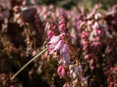 Kenevir (Erica carnea) 'Kraliçe Mary' koyu yeşil yapraklı ve küçük, pembe, tüp çiçekli koyu pembe uçlu, bahar başında parlak güneş ışığı altında