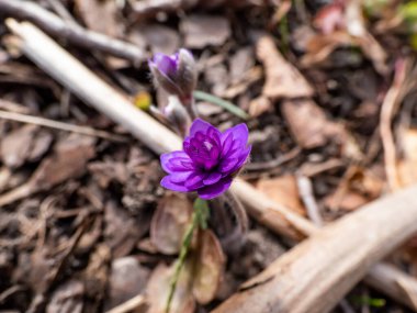 Hepatica nobilis cultivar 'Walter Otto' nun Macro karesi. Arka planda bulanık, çift mavi çiçekler açan. Kıştan sonra bahar çiçekleri belirir