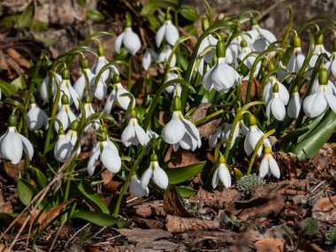 Baharın erken saatlerinde bahçede büyüyen bir grup kar damlasının (Galanthus fosteri) yakın çekimi. Bahar çiçekleri. Çiçek manzarası
