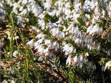 Yayılan güzel makro yeşil cüce çalısı - kış fundalığı ya da kar fundalığı (Erica carnea) 'Buz Prenses' bol miktarda, kül şeklinde, bahar başlarında saf beyaz çiçekler