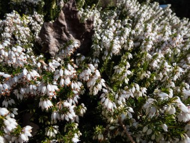 Yayılan güzel makro yeşil cüce çalısı - kış fundalığı ya da kar fundalığı (Erica carnea) 'Buz Prenses' bol miktarda, kül şeklinde, bahar başlarında saf beyaz çiçekler