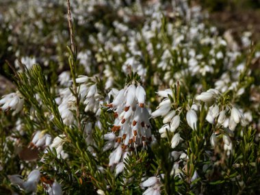 Yayılan güzel makro yeşil cüce çalısı - kış fundalığı ya da kar fundalığı (Erica carnea) 'Buz Prenses' bol miktarda, kül şeklinde, bahar başlarında saf beyaz çiçekler