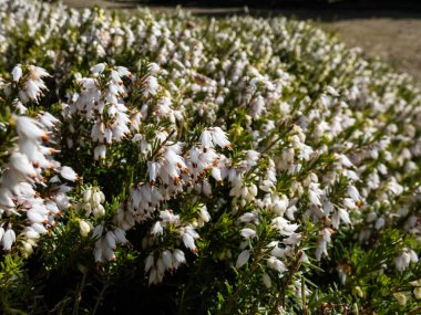 Yayılan güzel makro yeşil cüce çalısı - kış fundalığı ya da kar fundalığı (Erica carnea) 'Buz Prenses' bol miktarda, kül şeklinde, bahar başlarında saf beyaz çiçekler