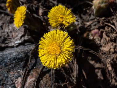 Tussilago farfara (