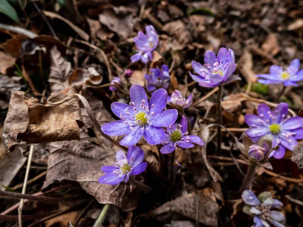 Makro Shot Pierwszego Wiosennych Dzikich Kwiatów Liverwort Amerykański Anemone Hepatica — Zdjęcie stockowe