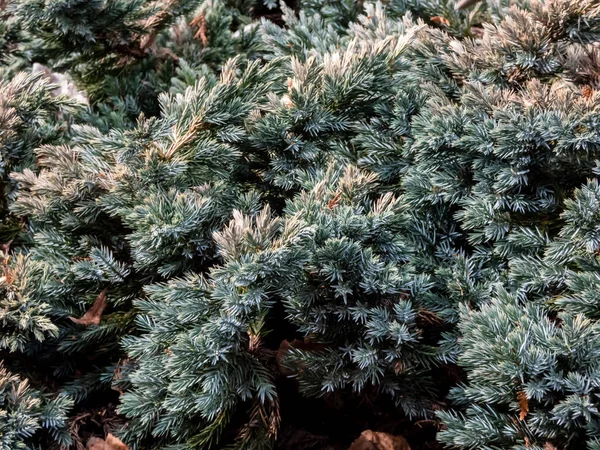 Arbusto Siempreverde Enano Enebro Escamoso Enebro Una Sola Semilla Juniperus —  Fotos de Stock