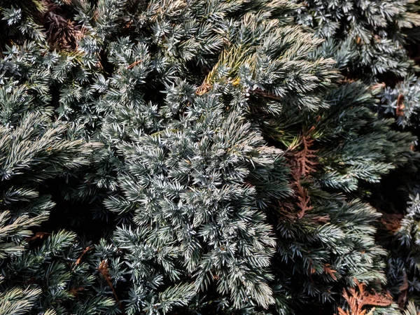 Arbusto Siempreverde Enano Enebro Escamoso Enebro Una Sola Semilla Juniperus —  Fotos de Stock