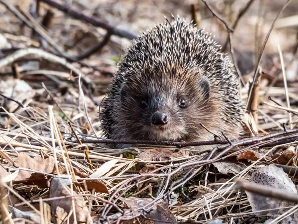 Yetişkin Avrupa kirpisinin (Erinaceus europaeus) kışın ardından uyanan ilkbaharın başında yüz ve göze odaklı yakın çekimi. Güzel hayvan ve orman manzarası