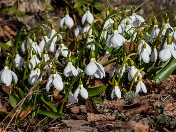 Baharın erken saatlerinde bahçede büyüyen bir grup kar damlasının (Galanthus fosteri) yakın çekimi. Bahar çiçekleri. Çiçek manzarası