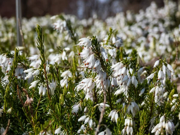 Yayılan güzel makro yeşil cüce çalısı - kış fundalığı ya da kar fundalığı (Erica carnea) 'Buz Prenses' bol miktarda, kül şeklinde, bahar başlarında saf beyaz çiçekler