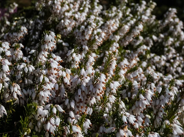 Vackra Makro Spridning Vintergröna Dvärg Buske Vintern Ljung Eller Snö — Stockfoto