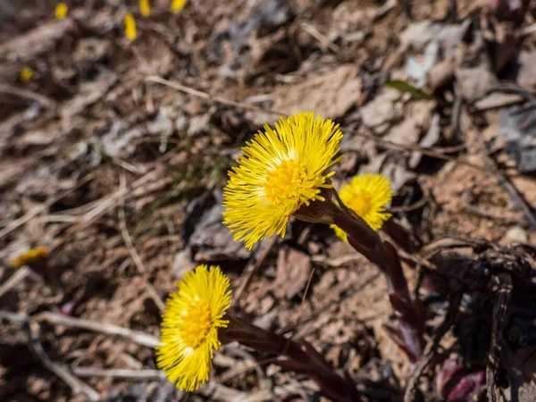 Makroaufnahme Des Hahnenfußes Tussilago Farfara Mit Gelben Blüten Auf Bärenschuppenblättern — Stockfoto