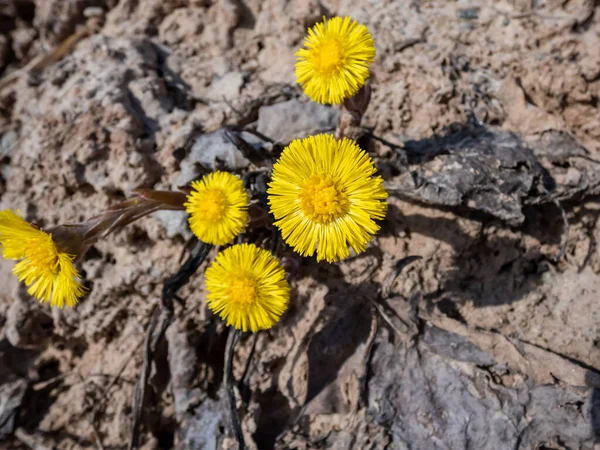Tussilago farfara (