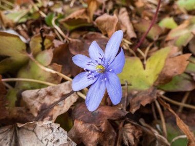 İlkbaharın başlarında tek, güzel, mor bir ilkbahar çiçeğinin yakın çekimi - yaban çiçeği Büyük mavi hepatika (Hepatica transsilvanica). Güzel çiçek manzarası.
