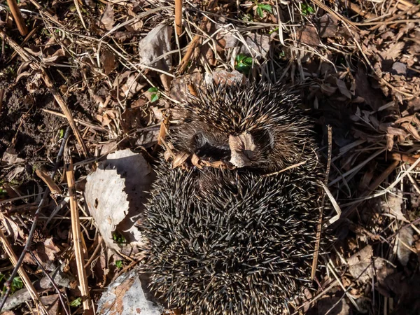 Крупный План Взрослого Европейского Ежа Erinaceus Europaeus Среди Сухой Травы — стоковое фото