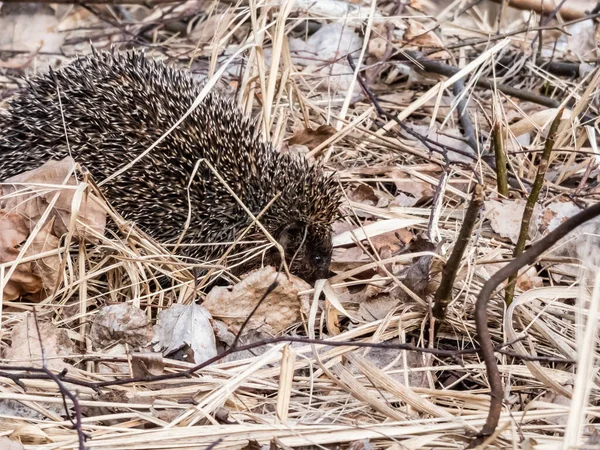 Närbild Den Vuxna Europeiska Igelkotten Erinaceus Europaeus Bland Torrt Gräs — Stockfoto