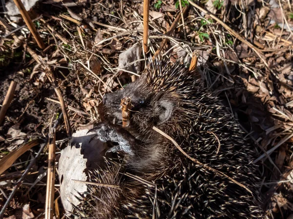 Yetişkin Avrupalı Kirpinin Erinaceus Europaeus Kışın Ardından Ilkbaharın Başlarında Kuru — Stok fotoğraf