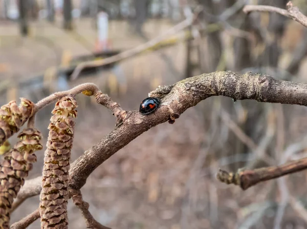 The pine ladybird or pine lady beetle - Exochomus quadripustulatus - walking on a branch of a hazel tree in early spring. Elytra are black with two red comma-shaped and two smaller red round spots