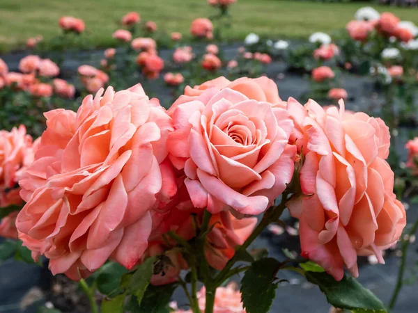 Close Van Volle Roze Koraal Blend Rose Rosa Chic Bloei — Stockfoto