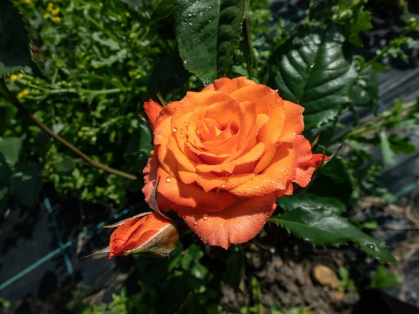 Nahaufnahme Der Leuchtend Orangefarbenen Gischt Rose Alegria Die Sommer Mit — Stockfoto
