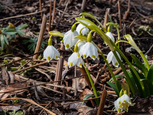 Spring Snowflakes Leucojum Vernum Single White Flowers Greenish Marks Tip — Stock Photo, Image