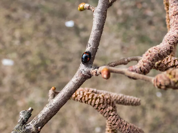 The pine ladybird or pine lady beetle - Exochomus quadripustulatus - walking on a branch of a hazel tree in early spring. Elytra are black with two red comma-shaped and two smaller red round spots