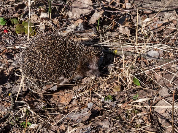 Yetişkin Avrupa Kirpisinin Erinaceus Europaeus Kışın Ardından Uyanan Ilkbaharın Başında — Stok fotoğraf