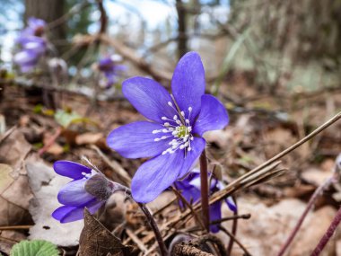 Ormanda büyüyen Anemone hepatikası (Anemone hepatica veya Hepatica nobilis) ilkbahar kır çiçekleri. Güzel ve narin çiçek arkaplanı. Bahar manzarası