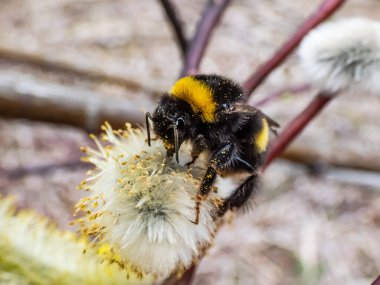 Yaban arısı ya da büyük toprak yaban arısı (bombus terrestris), ilkbaharın başlarında polenle kaplanmış, çiçekli bir kedi derisi üzerinde makro bir çekim yapar.