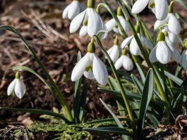 Kar damlalarının (Galanthus imperati) yakın plan (Ginn 's Form)' uzun, zarif çiçekler ve parlak güneş ışığı altında kuru çimen arka plan ile güçlü bir koku
