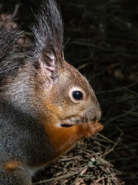 Close Shot Red Squirrel Sciurus Vulgaris Winter Grey Coat Sitting — Stockfoto