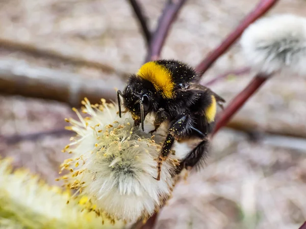 Yaban arısı ya da büyük toprak yaban arısı (bombus terrestris), ilkbaharın başlarında polenle kaplanmış, çiçekli bir kedi derisi üzerinde makro bir çekim yapar.