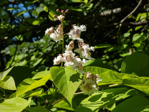 Close Shot Catalpa Catawba Large Heart Shaped Leaves Bearing Showy — Zdjęcie stockowe