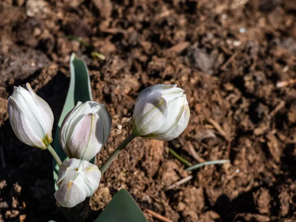 Gros Plan Bourgeons Fermés Fleurs Blanches Des Tulipes Polychromes Tulipa — Photo