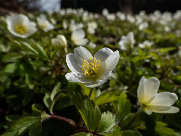 Macro White Spring Flower Wood Anemone Anemone Nemorosa Flowering Bright — Photo