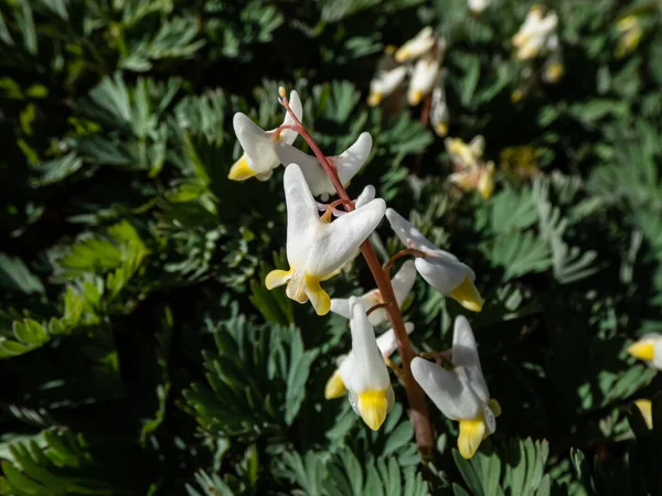 Small Flower Buds Flowers Early Spring Herbaceous Plant Dutchman Britches — Foto de Stock