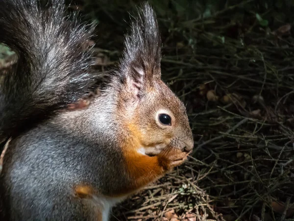 Close Opname Van Rode Eekhoorn Sciurus Vulgaris Met Wintergrijze Vacht — Stockfoto