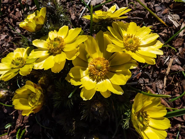 Közelkép Gyönyörű Tavaszi Virágokról Sárga Fácán Szemek Vagy Hamis Helleunes — Stock Fotó