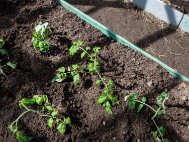 Yeşil domates filizlerinin yakın plan çekimi serada parlak güneş ışığında büyüyen bir toprakta. Sebze fideleri. Bahçe işleri ve fidanlar.