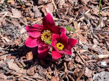 Kırmızı Pasque Çiçeği ya da Kırmızı Meadow Anemona- Pulsatilla Rubra 'nın yakın plan çekimi. Baharın başlarında kısa saplı altın sarısı pullu, çan şeklinde koyu kırmızı çiçeklerle övünüyor.