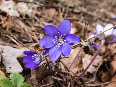 Ormanda büyüyen Anemone hepatikası (Anemone hepatica veya Hepatica nobilis) ilkbahar kır çiçekleri. Güzel ve narin çiçek arkaplanı. Bahar manzarası