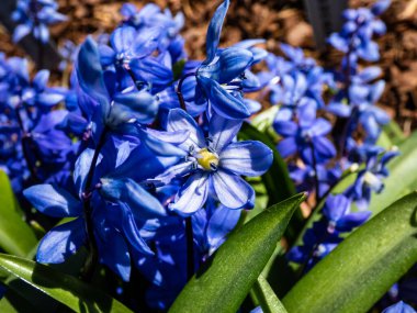 Bir grup küçük, mavi bahar çiçeği - Sibirya squill veya ahşap squill (Scilla caucasica) çeşitli 'Indra' bahçesinde büyüyen ve açan ilkbaharın başlarında
