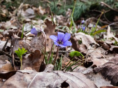 Ormanda büyüyen Anemone hepatikası (Anemone hepatica veya Hepatica nobilis) ilkbahar kır çiçekleri. Güzel ve narin çiçek arkaplanı. Bahar manzarası