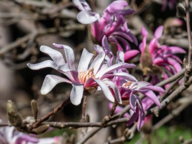 Pembe yıldız şeklinde çiçek açan yıldız manolyasının yakın plan çekimi - Magnolia stellata cultivar 'Rosea' nın parlak güneş ışığı altında. Güzel manolya manzarası