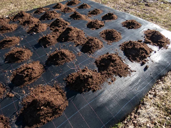 Aiuola Piante Rosa Ricoperta Plastica Nera Pacciame Intorno Alla Base — Foto Stock