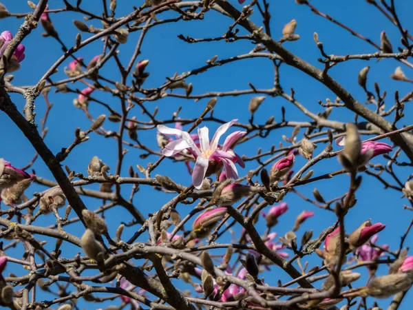 Pink Star Shaped Flowers Blooming Star Magnolia Magnolia Stellata Cultivar — Stock Photo, Image